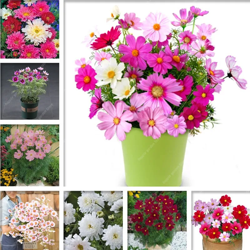 

50 шт. «цветок космоса»