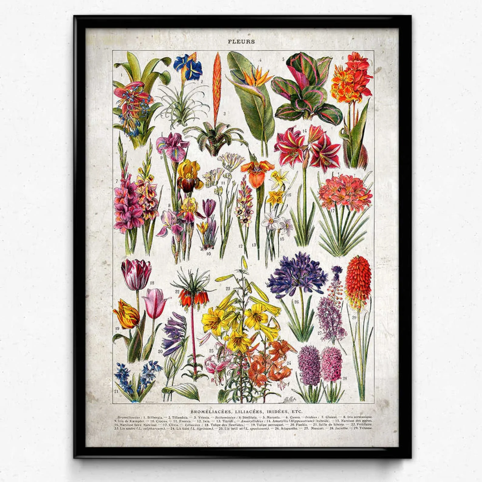 Плакат с дикими растениями ботанический цветок дерево фрукты школьное