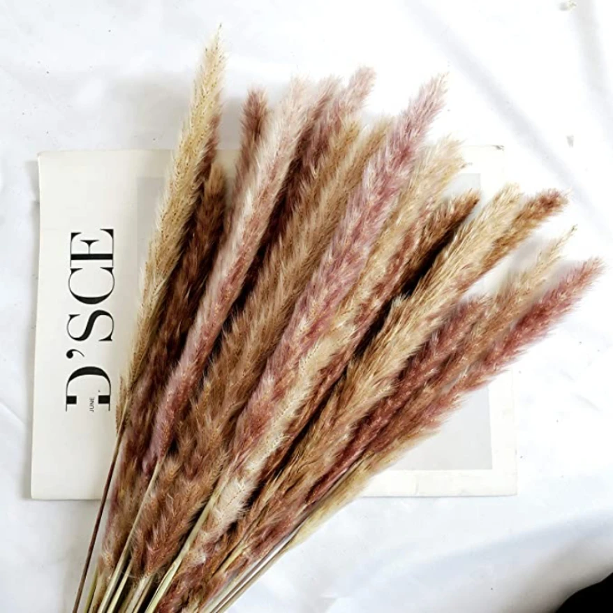 

20PCS Dry Bulrush Natural Dried Flowers Real Pampas Grass Flowers for Decoration Rabbit Tail Grass Wedding Tall Fall Home Decor