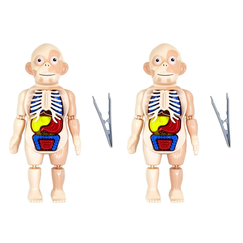 

NEW-2X Halloween Human Body Anatomy Model Plastic Human Organ Assembly Toy DIY Science Educational Toy For Children Kids