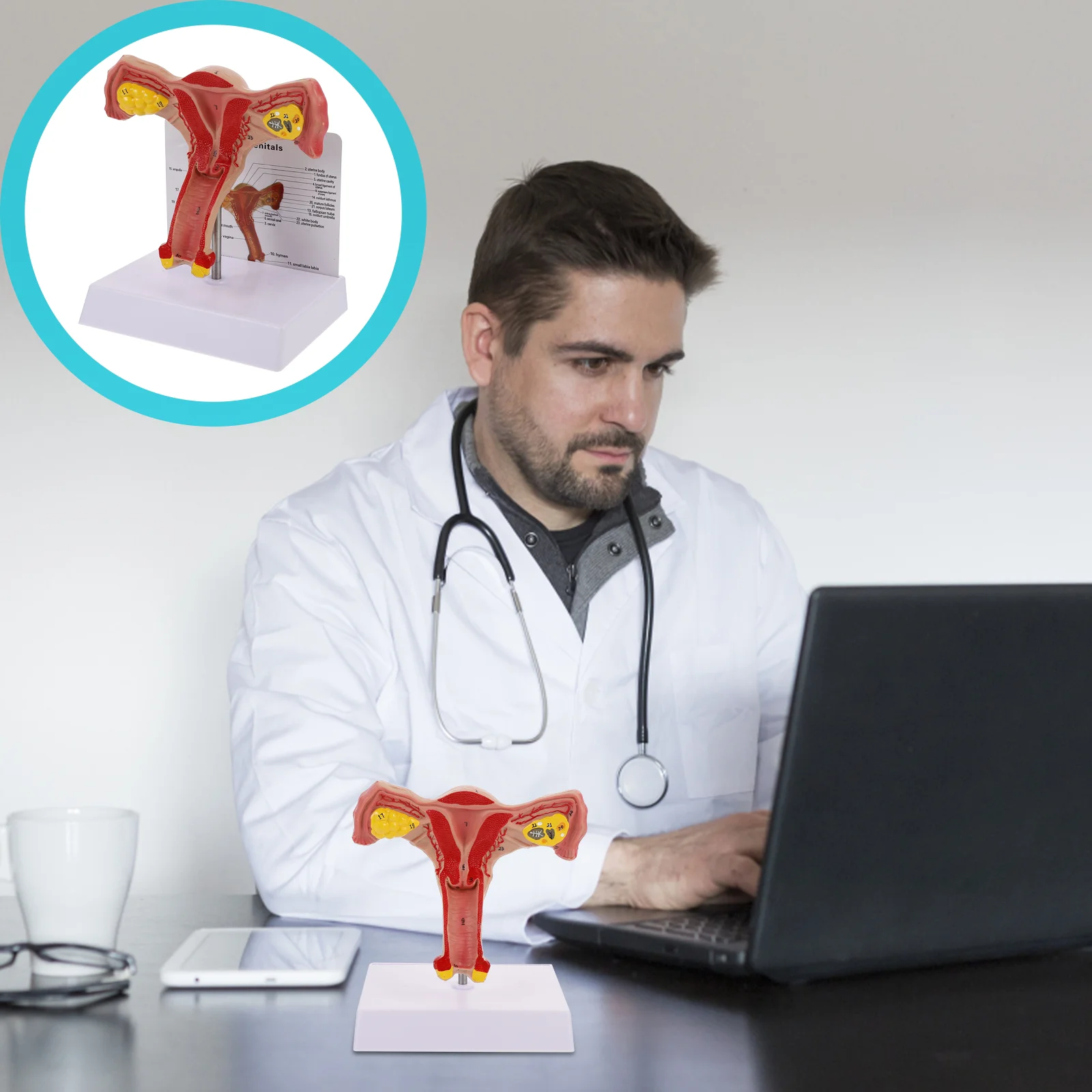 

1pc Anatomical Uterus Model Reproductive System Model for Training