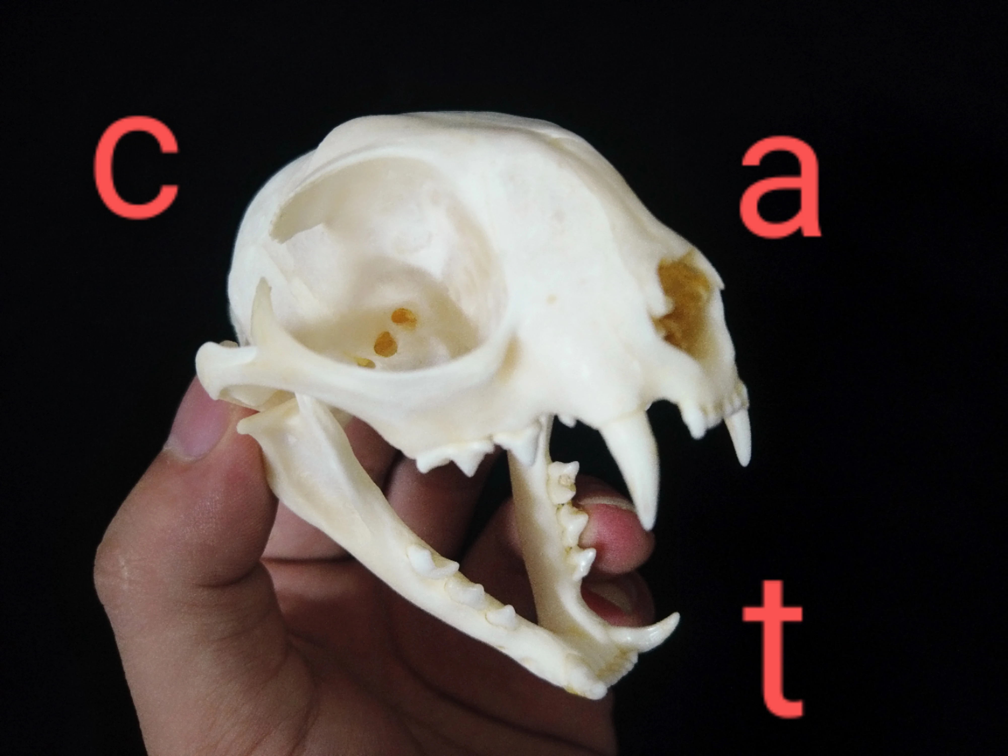 

Коллекция костей животных для декора