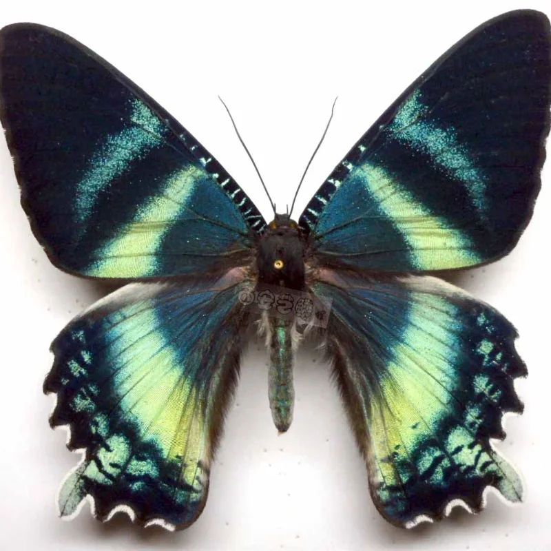 Оригинальный образец насекомых-бабочек alцидов orontes оригинальный женский