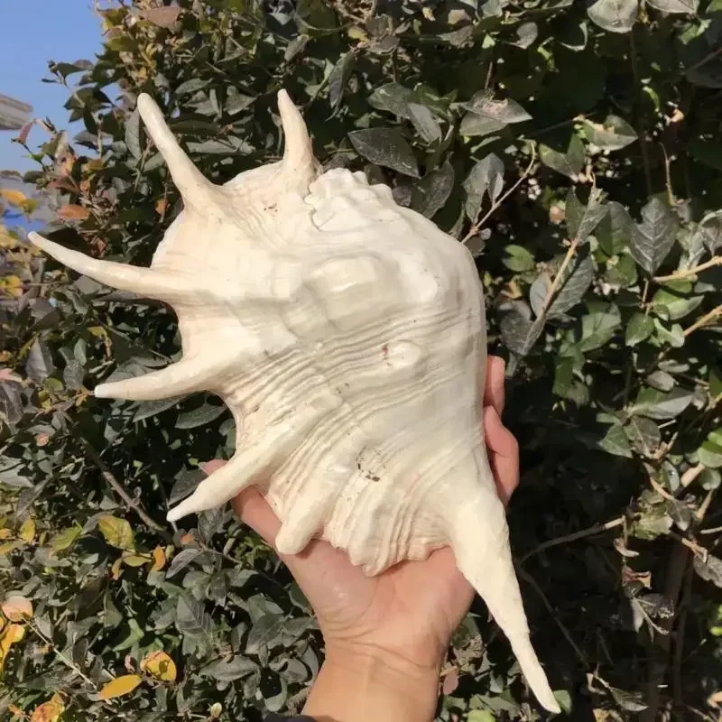 Креативный подарок в виде семи рогов улитки из натуральной ракушки раковины