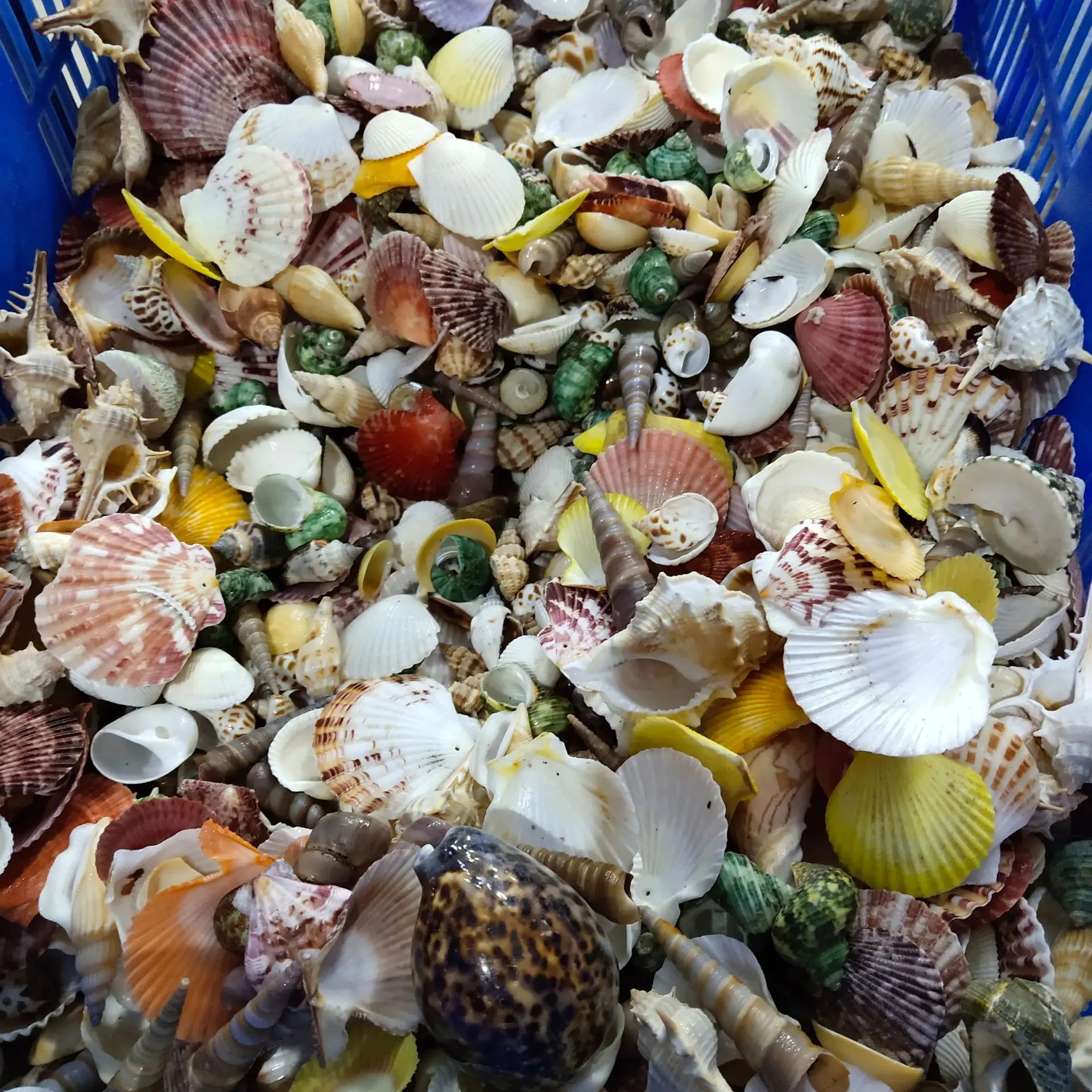 Натуральная раковина для аквариума средиземноморского украшения пейзажа ручной