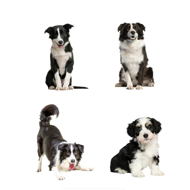 

V137# Car Sticker Border Collie Dog Waterproof Vinyl Decal Car Accessories Pegatinas Para Coche DIY Car Styling
