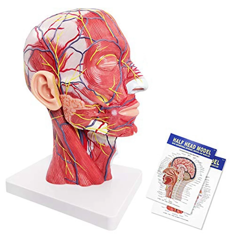 

Human Half Head Superficial Neurovascular Model with Musculature, Life Size Anatomical Head Model Skull and Brain