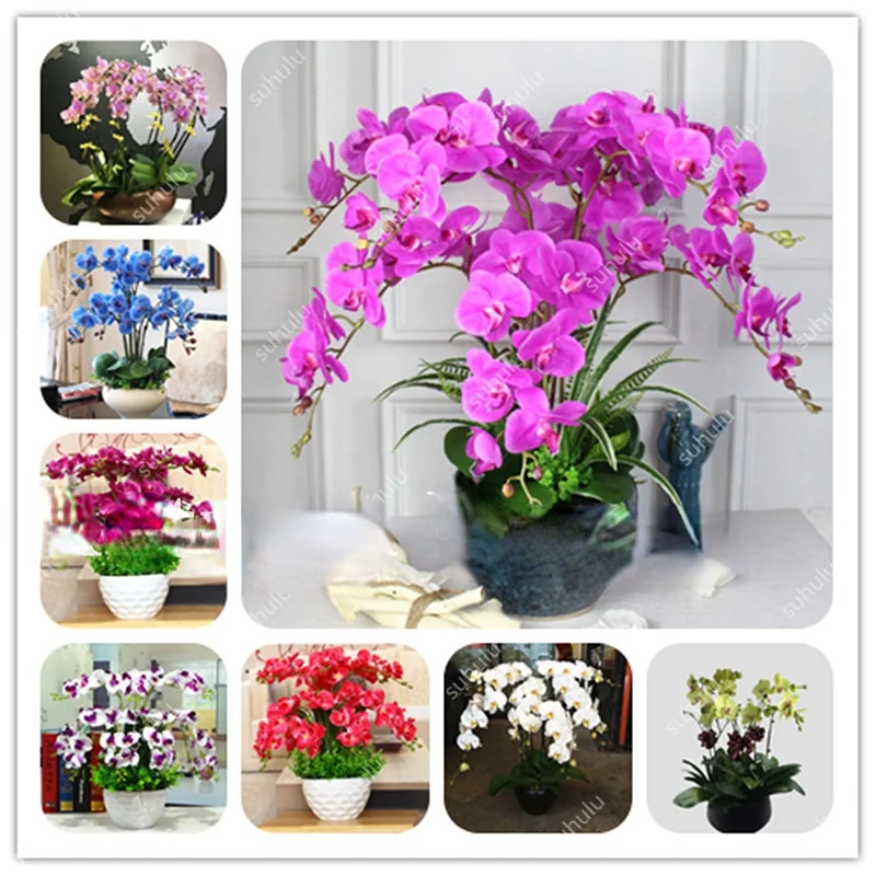 

100pcs Flower Orchid Beautiful Phalaenopsis Orchid