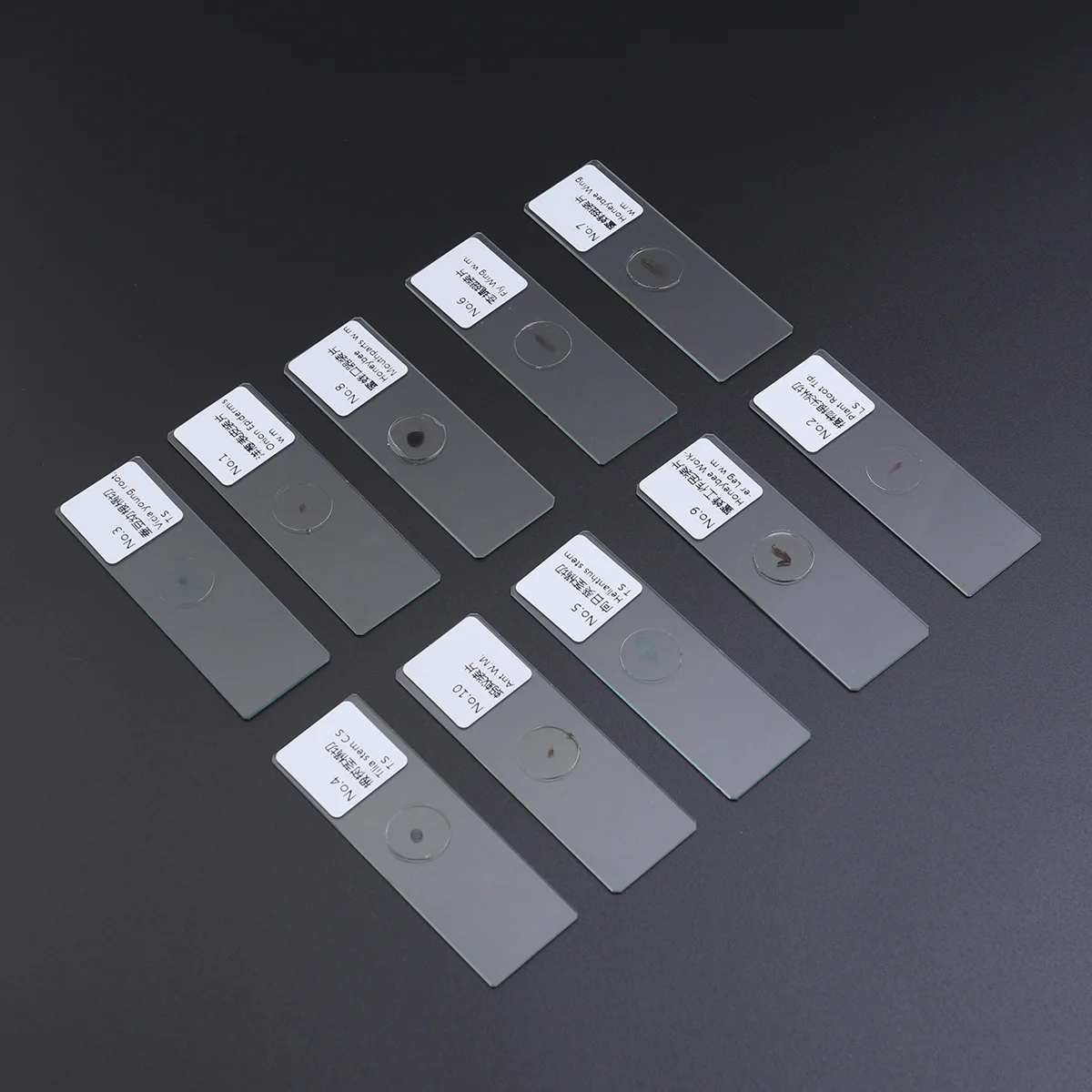 

10 PCS/Set Glass Specimen Slides Sample Specimens Microscope Slideshow Biology Prepared