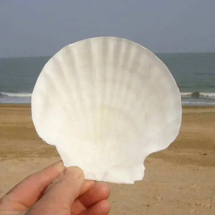 Ракушка из натуральных ракушек большая ракушка гребешков Детская окрашенная