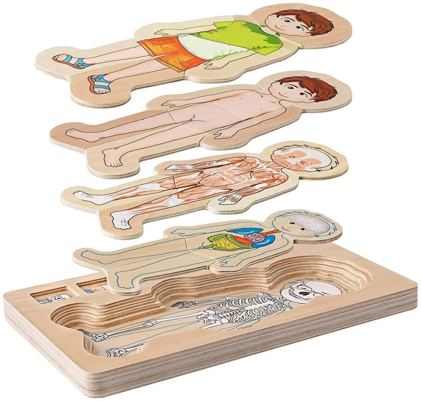 

Children Body Montessori Layers Learning Toy Wooden 5 Play Puzzles Skeleton Human Structure Body Puzzle Jigsaw Anatomy Preschool