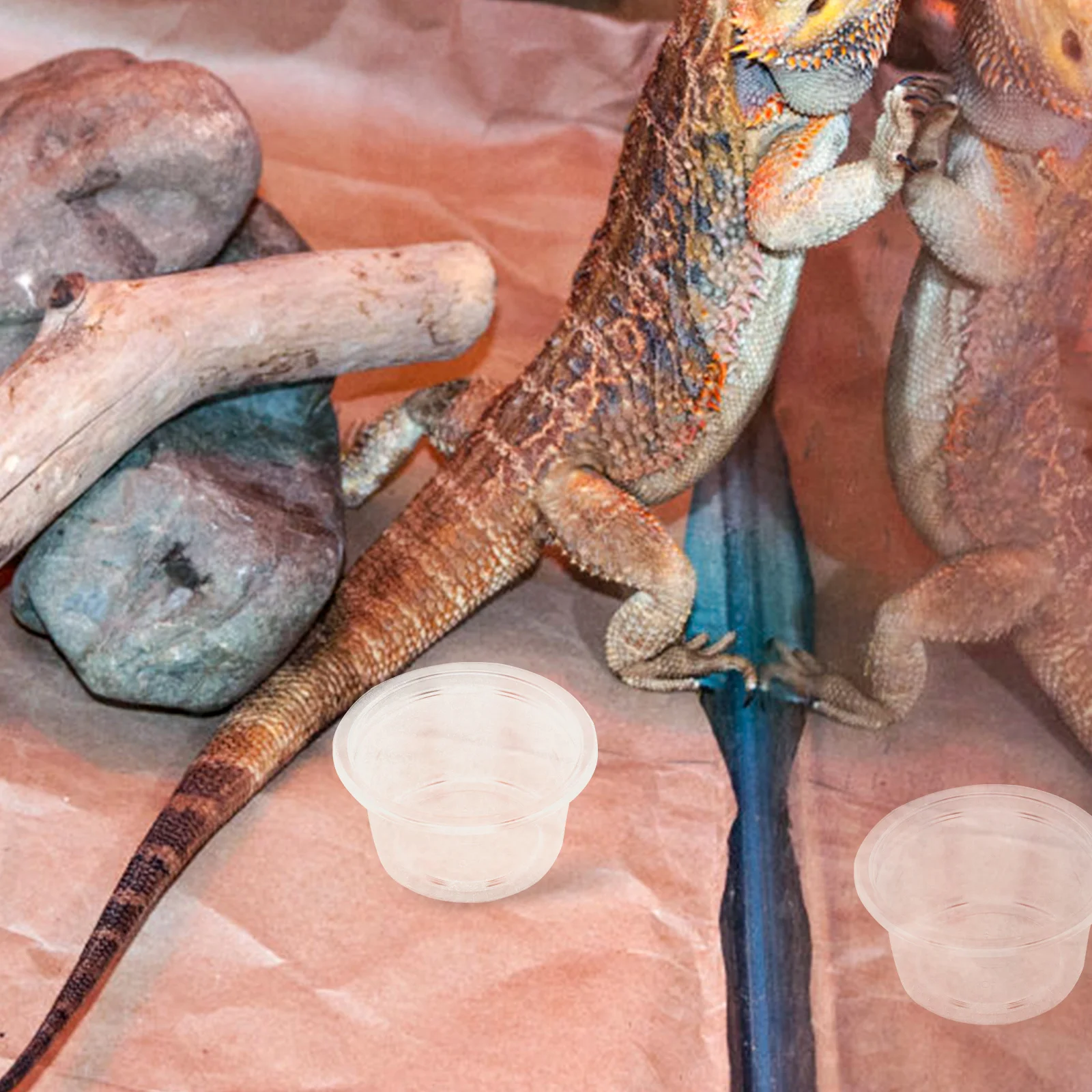 20 шт. коробка для воды рептилий прозрачные чашки еды поднос посуды миска