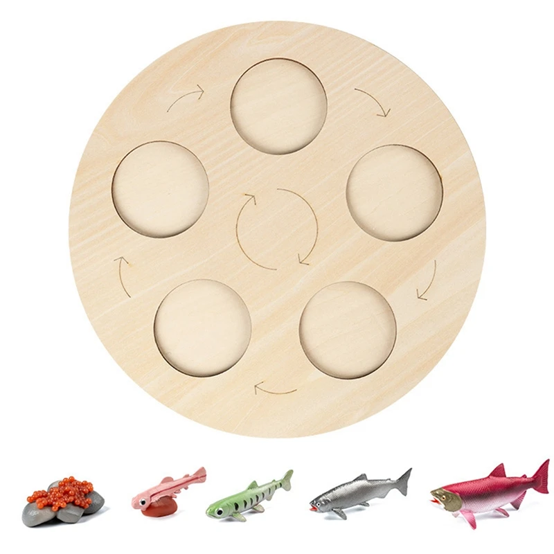 

Salmon Life Cycle Board Set Lifestyle Stages Kids Teaching Tools Animal Growth Cycle Educational Model Gifts