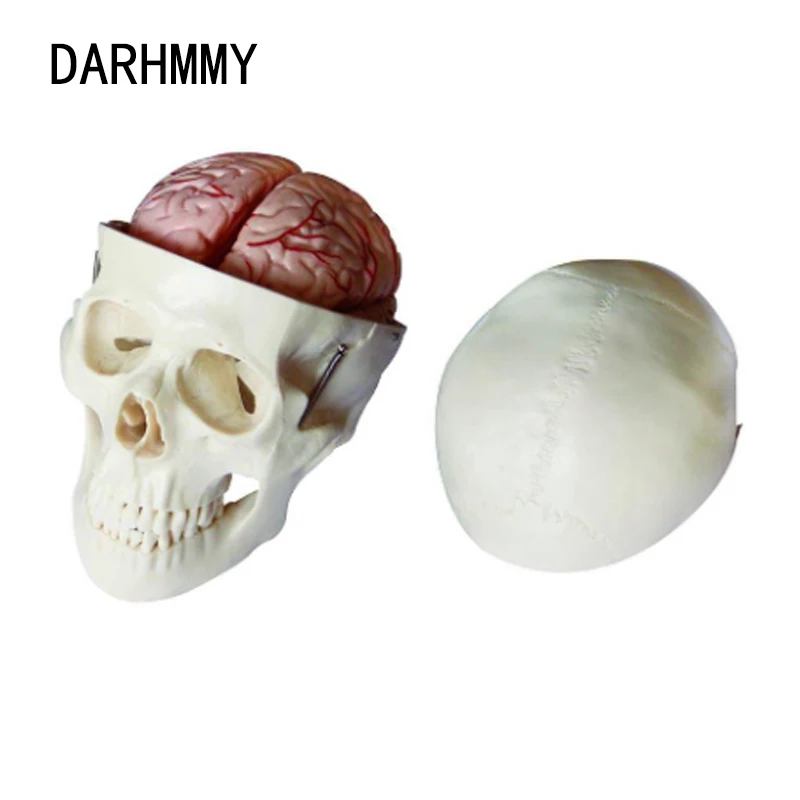 

DARHMMY Skull Model with 8 Parts Brain