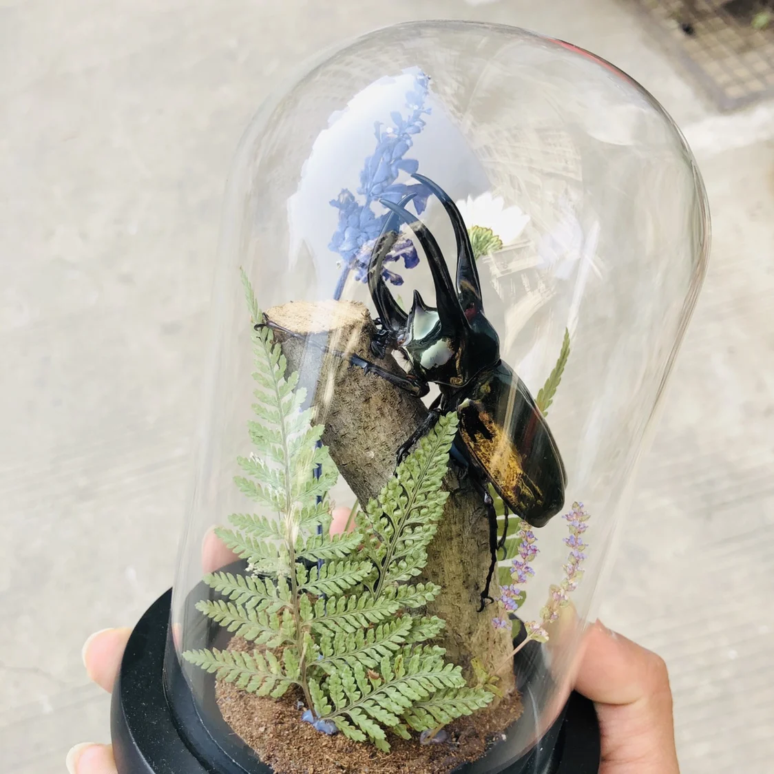 Реальный Жук образец насекомых бабочка искусственная Обложка дисплей натюрморт