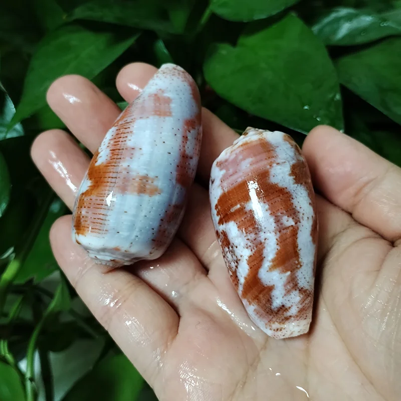 

2 штуки конусные ракушки Gastridium Tulip