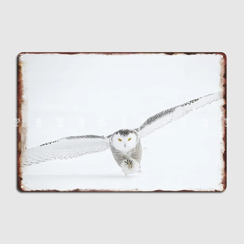 

Flying Owl Metal Sign Funny Kitchen Club Plaques Tin Sign Poster
