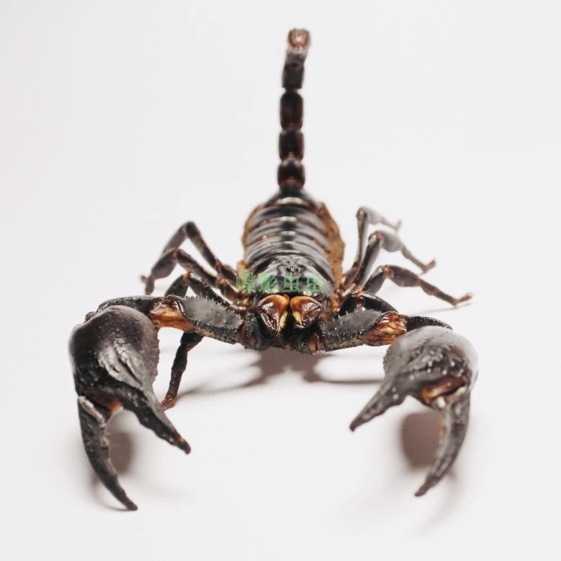 

Really Scorpion Specimen Black Drying Process Arthropoda Suitable for Medical Academic Teaching and Research insect Collection