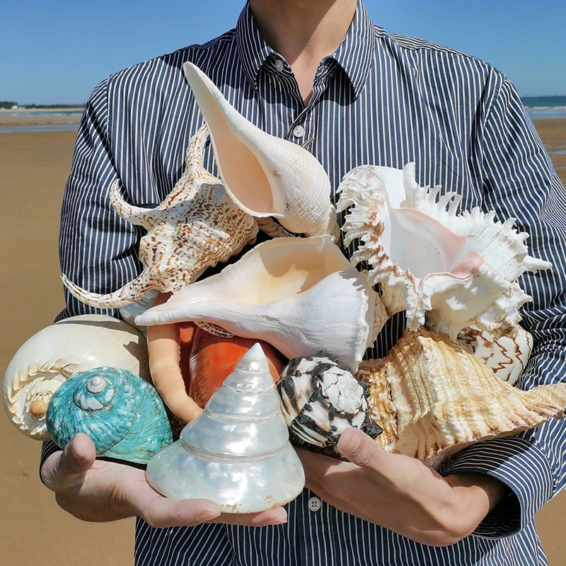 Украшение для дома в виде ракушки