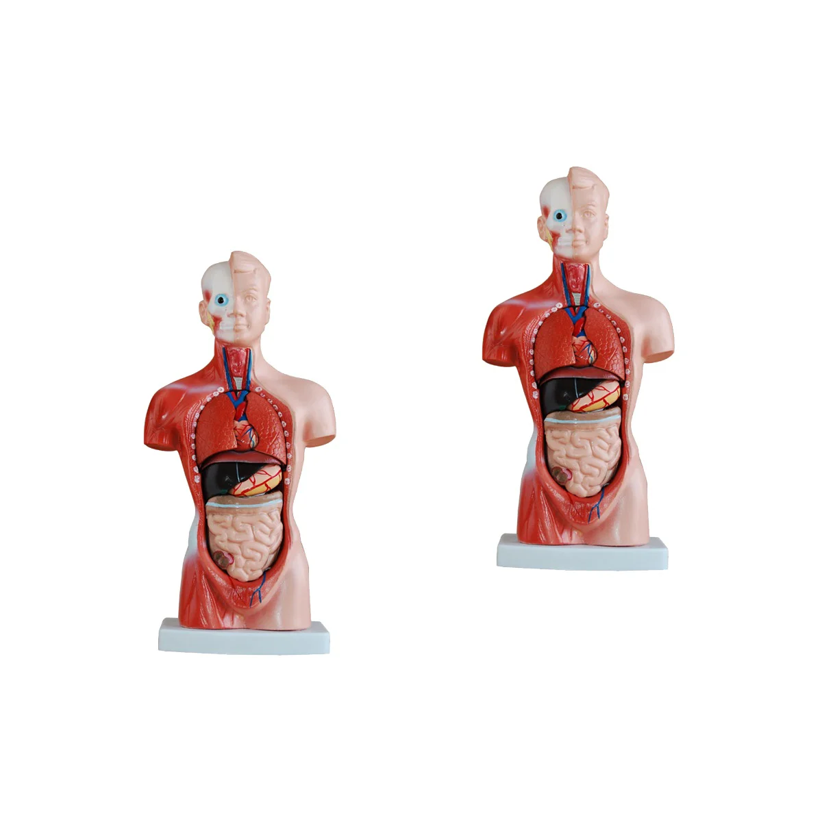 

56 Cm Maniquin Biology Demonstration Model Torso Organs Human Teaching The Mannequin Mini