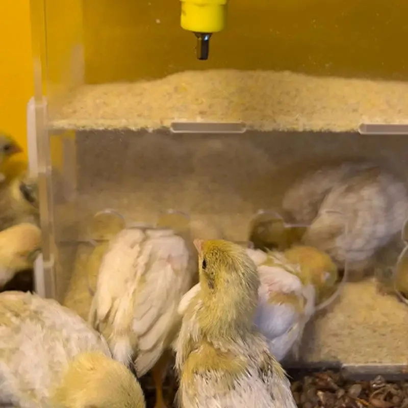 Коробка для кормления попугаев акриловый контейнер без беспорядка коробка еды с