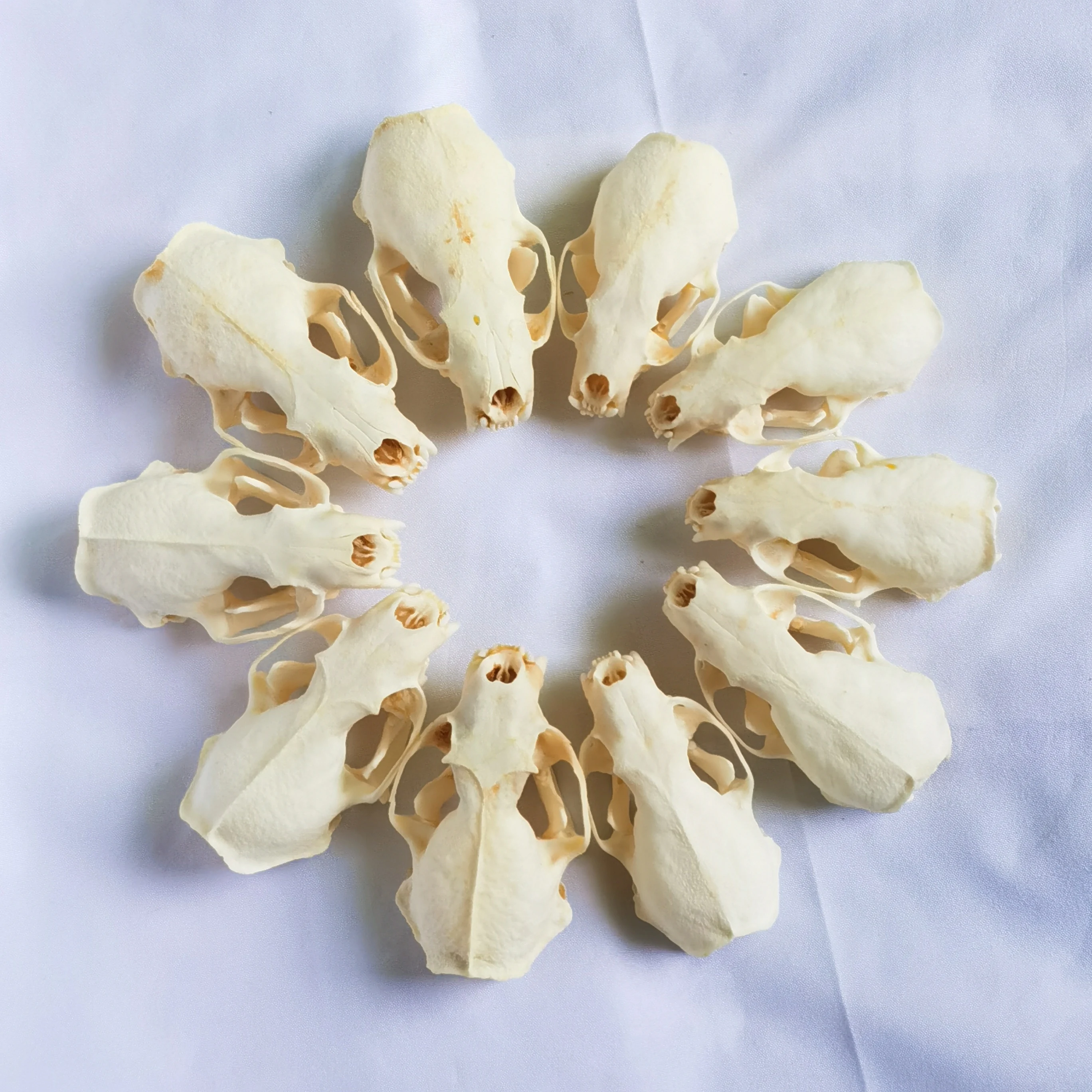 

Настоящие норковые черепа