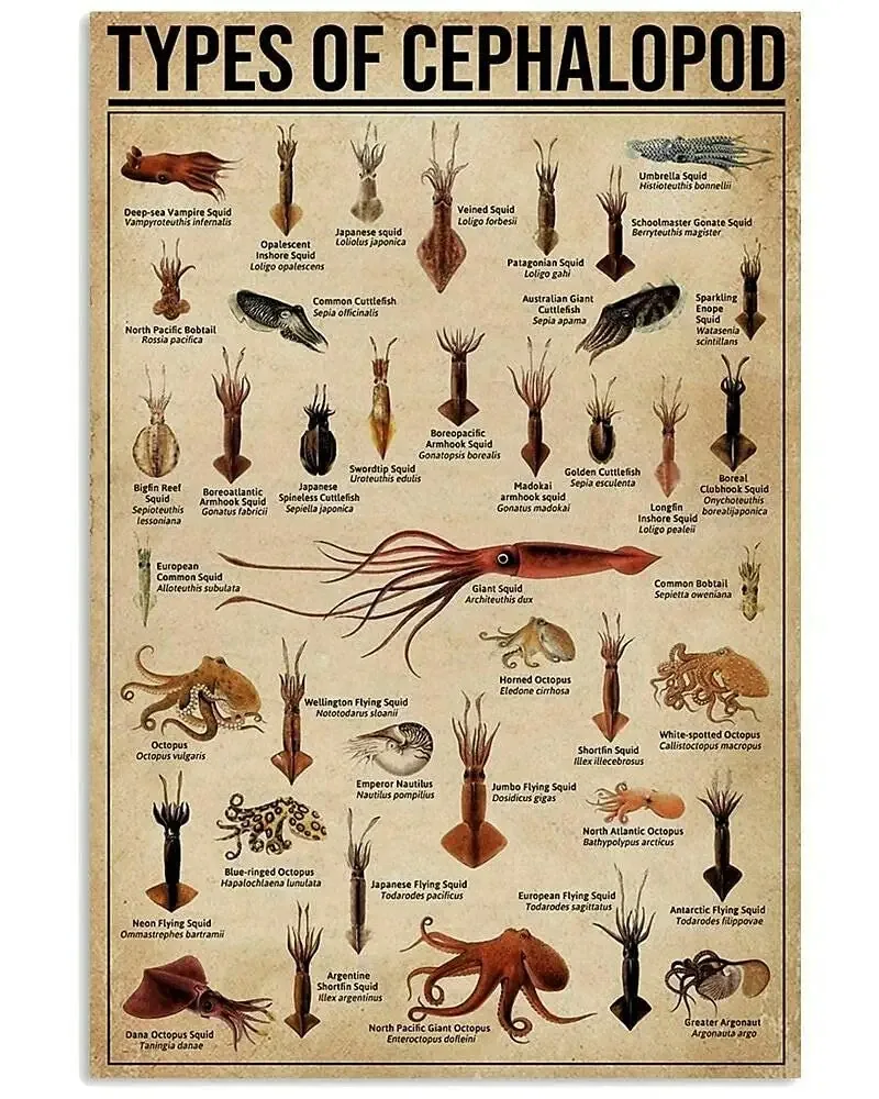

Animal Knowledge Metal Tin Sign Type of Cephalopod Chart Poster Farm Outdoor School Club Wall Decoration Plaque