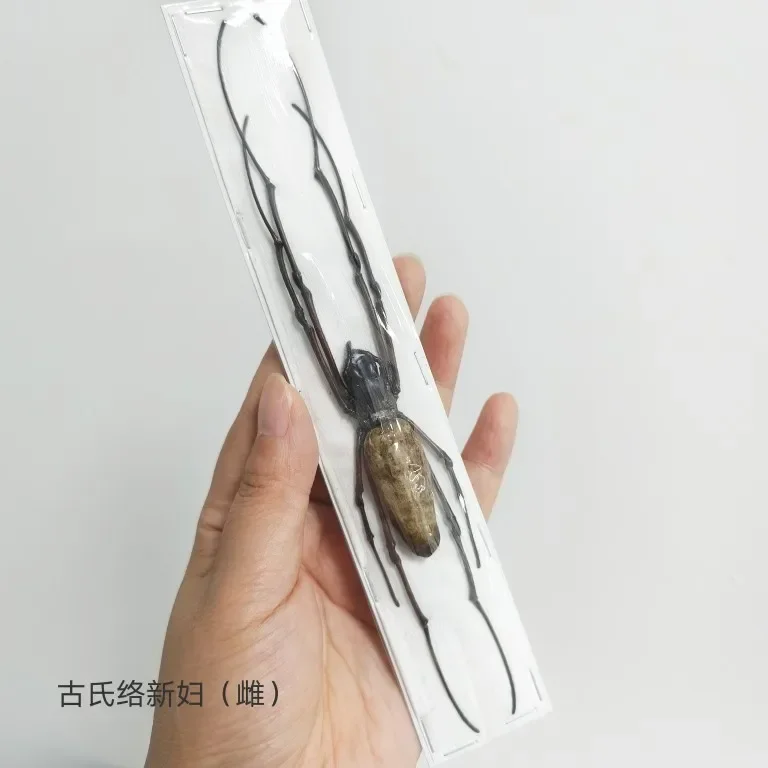 

Real Beetle Blue Alien Scorpion Specimen Tarantula Giant Rainforest Insects Steam Beetle Collection Photography Home Decor