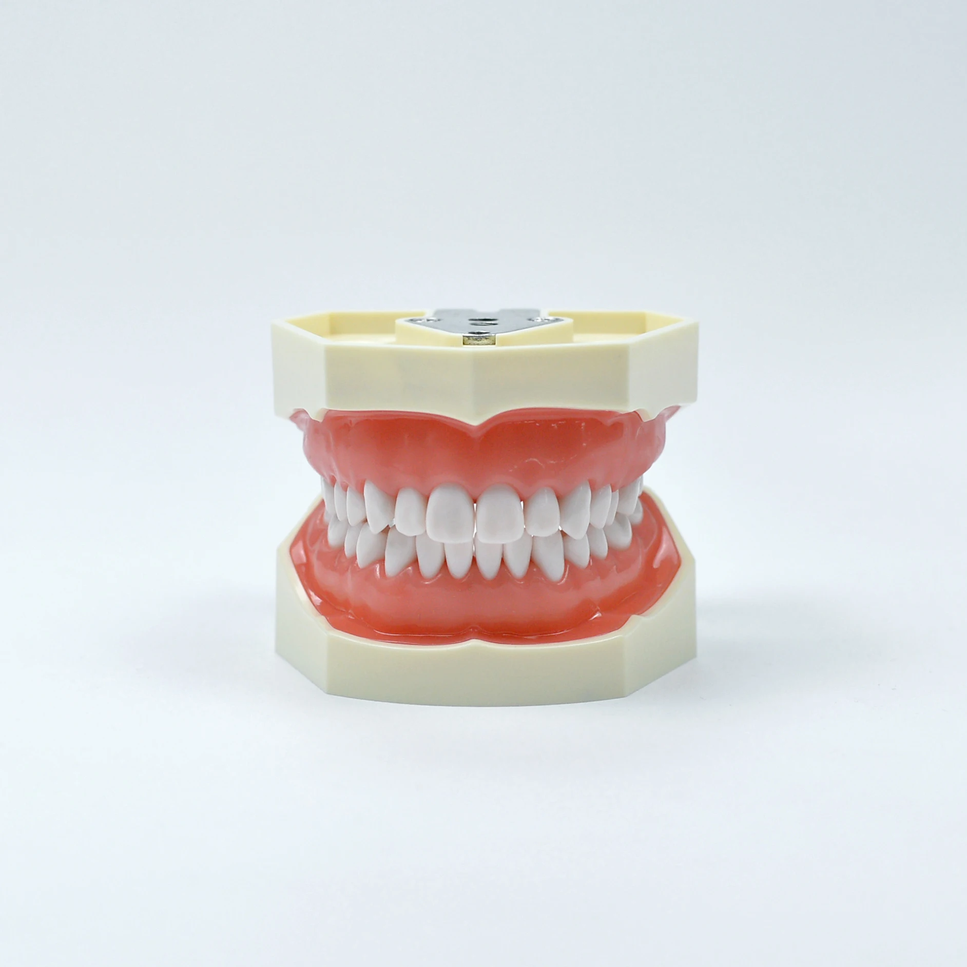 

Teeth model For Dental Technician Practice Training Jaw Typodont Standard Dental Model Teeth Teaching Model with Soft Gum tool