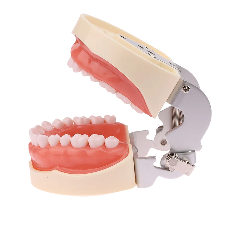 1 шт. 32 зубца обучающая модель стандартная стоматологическая ортодонтическая