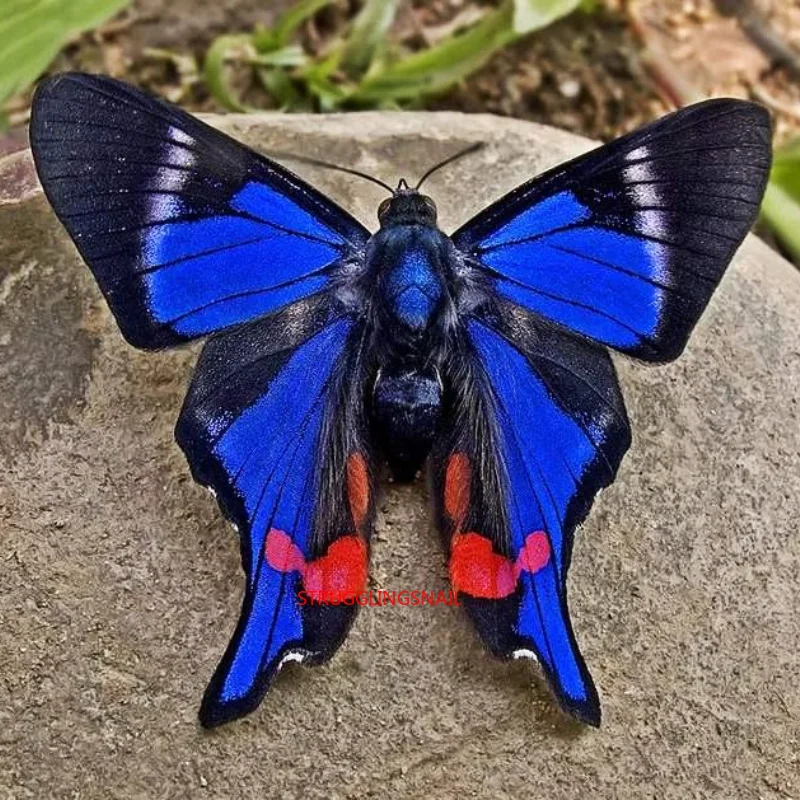 

1 шт. натуральная настоящая бабочка образец коробка красочные смешанные красивые бабочки образование учебный образец украшение дома искус...