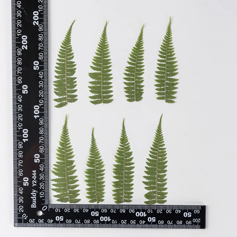 

Pressed Dried Green Bean Leaf Flower Herbarium Jewelry Postcard Bookmark Frame Phone Case Face Makeup Lamp Card DIY