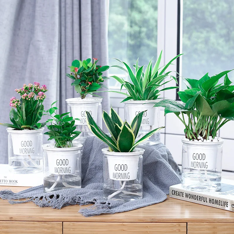 Self-watering Flowerpot Automatic Waterplant Absorption Succulent Aquaculture Transparent Round Plastic Hydroponic Flower Pot
Self-watering Flowerpot Automatic Waterplant Absorption Succulent Aquaculture Transparent Round Plastic Hydroponic Flower Pot