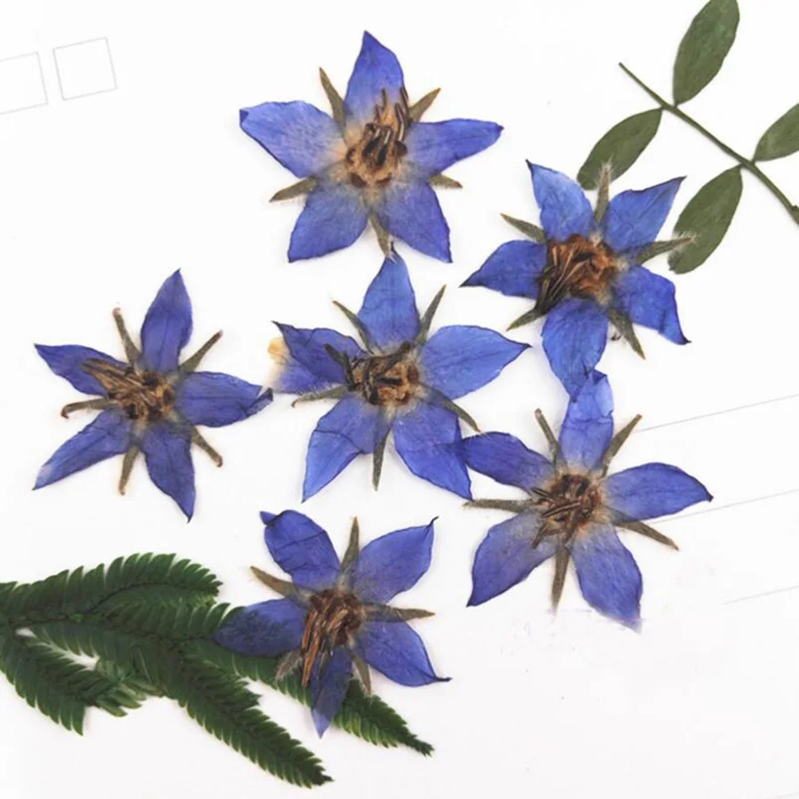

12pcs 2-3cm Pressed Dried Borago Officinalis Flower Plant Herbarium For Jewelry Postcard Invitation Card Phone Case Making DIY