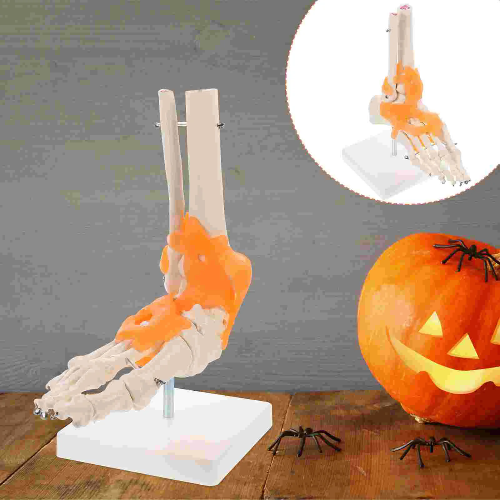 

Scientific Model Human Foot Bone Model Scientific Educational Supplies Teaching Aid Foot Anatomy Model