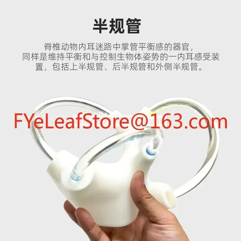 forsemic Круглая анатомическая модель отолитного канала Скелетная кохлеарная