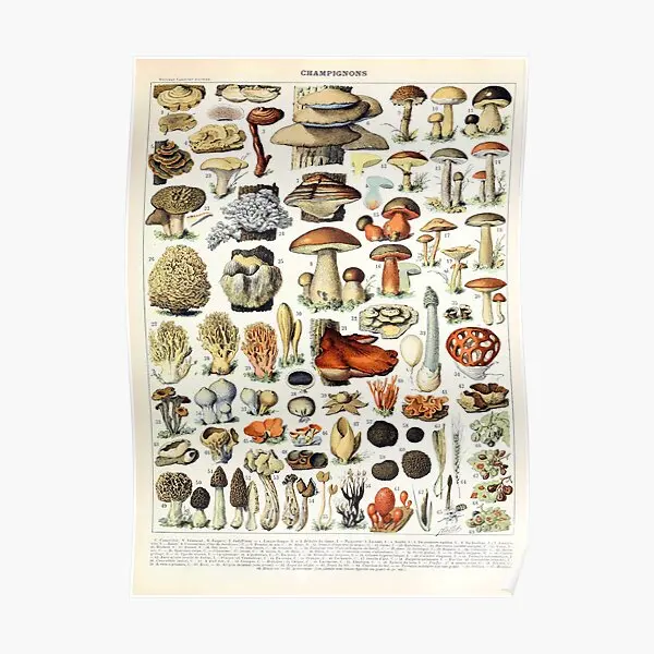Adolphe Millot Champignons A French Poster Mural Современное винтажное домашнее художественное