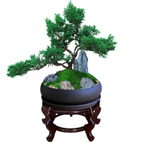 zhenbai bonsai welcome cliff shape pine and cypress plant old pile indoor living room greenery desktop bonsai four seasons