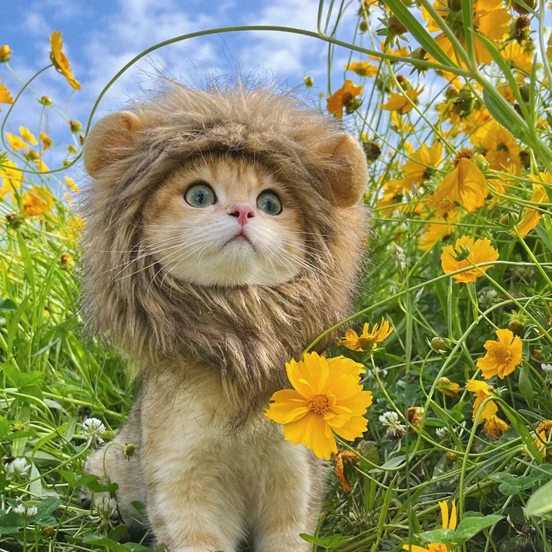 

Funny Pets Clothes Cap Cute Cat Wig Lion Mane Cosplay Kitten Dog Hat With Ears Fancy Party Supplies Funny Cat Accessories