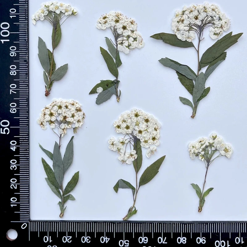 Натуральные сушеные цветы Spiraea&Saffodil NYAConfetti 12 шт.