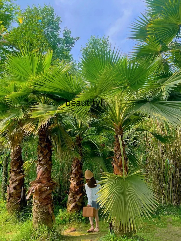 

zq Palm Sapling Palm Seedlings Palm Tree Fan Sapling Green Seedling Garden Plant