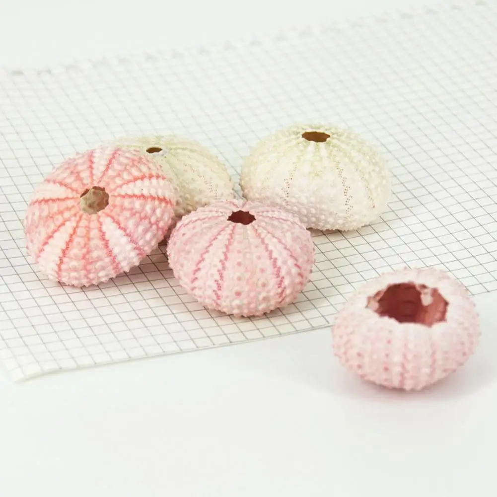 Морской урчин Ракушки ракушки украшение для дома сделай сам ландшафтное