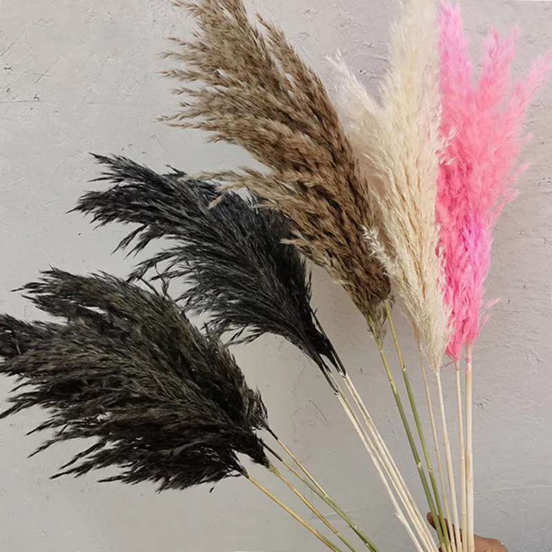 

Dye Natural Flowers Black Reed Grass For Living Room, Shop, Meeting Room Decor 5pcs/lot Pampas Grass Wedding Room Decortion