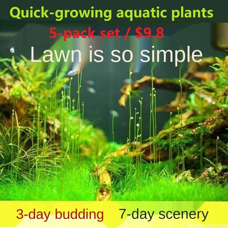 

Aquarium Grass Fish Tank Decoration Aquarium Plant Decoration Simple Operation and Beautiful Water Purification Tank Accessories