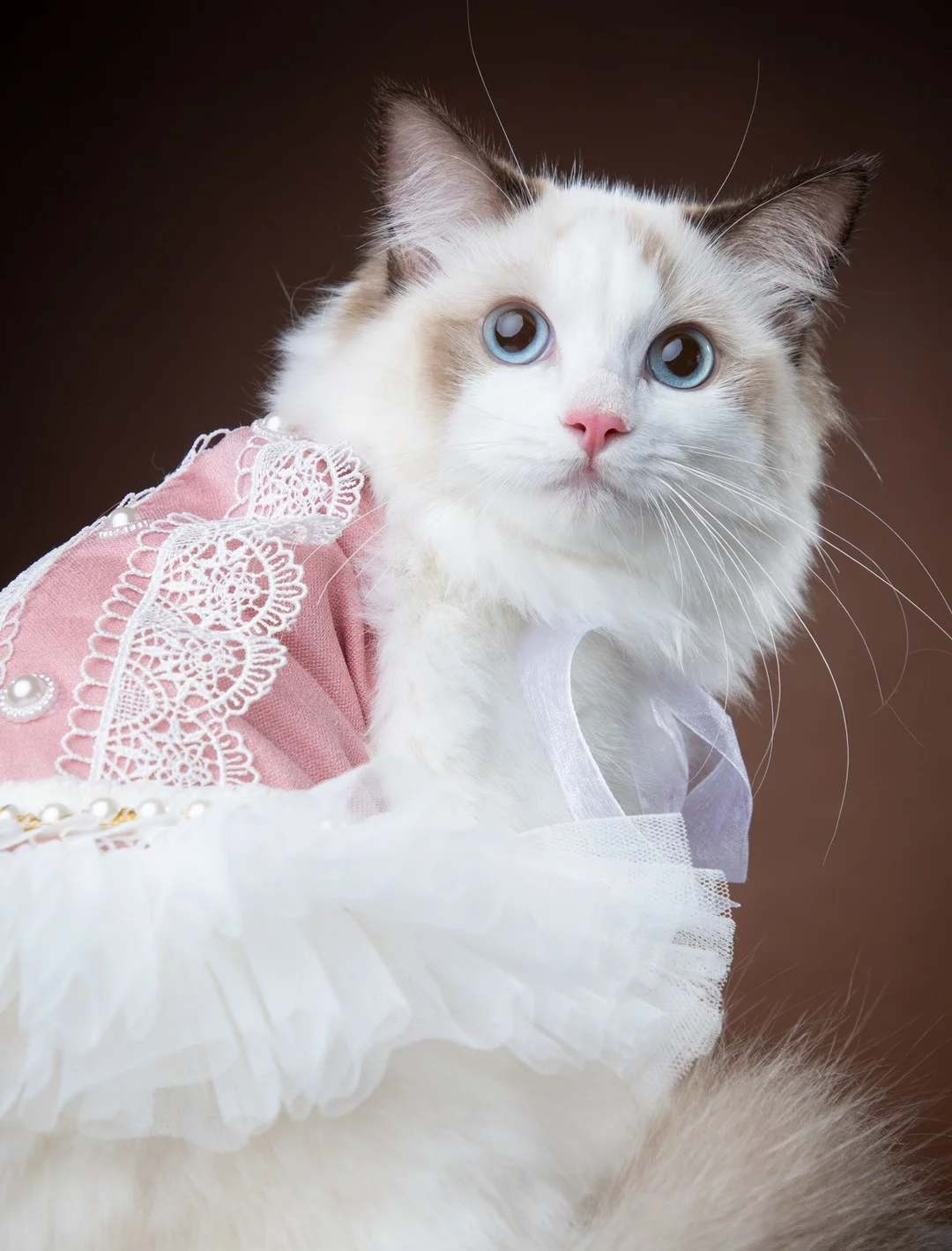 

Dog Princess Dress Vintage Court Lace Pearl Sling Dress Pet Costume