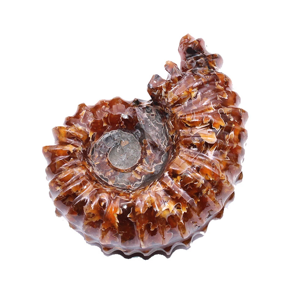 

Natural Ammonite Snail Marine Paleontological Fossil Conch Nautiloidea Mineral Specimen Stones Collection Students Children Gift
