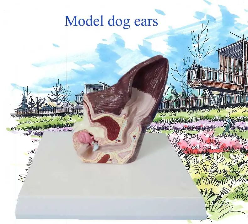Модель ушей для животных