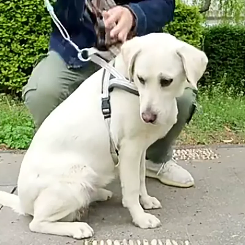 

Летняя жилетка для собак, нейлоновый ошейник, аксессуары, седло для домашних животных, поводок, уличный Регулируемый светоотражающий матер...