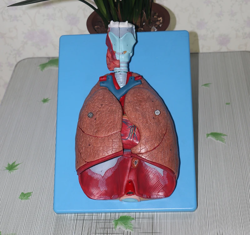 

Respiratory System Model，Throat、Heart、Lung Model