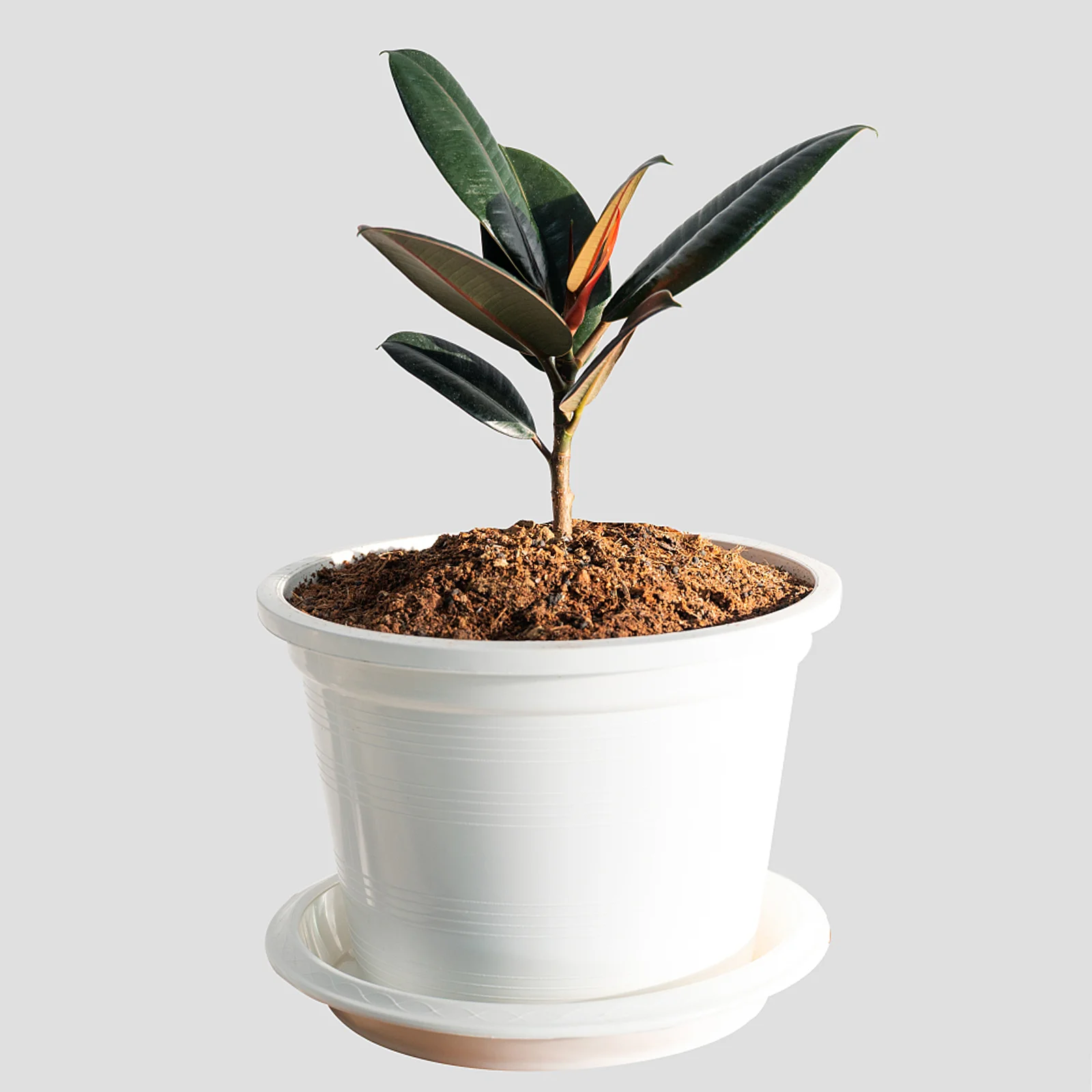 

10 Pcs Orchid Fertilization Container Holder Potted Slow Release Basket Bonsai Plastic Gardening Plants